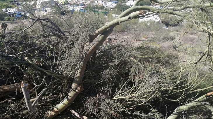 Así van las sanciones por tala de árboles en Hermosillo este 2021