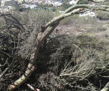 Así van las sanciones por tala de árboles en Hermosillo este 2021