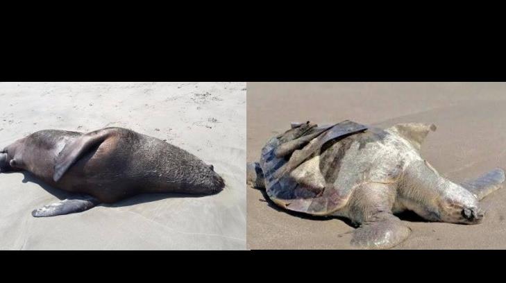 Animales muertos en la orilla de Huatabampito alertan a los ciudadanos