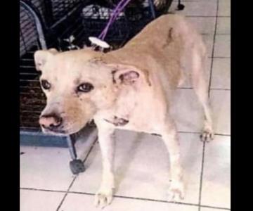 Asociaciones animalistas en Navojoa aplauden a Cajeme por condena hacia menor que lesionó a perrito