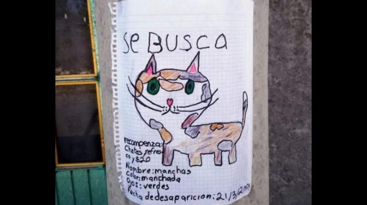 Pequeño pierde a su gato y dibuja cartel para encontrarlo