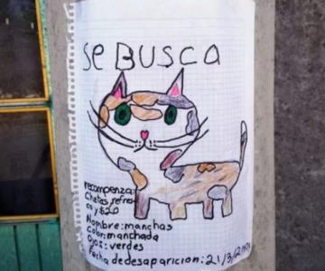Pequeño pierde a su gato y dibuja cartel para encontrarlo