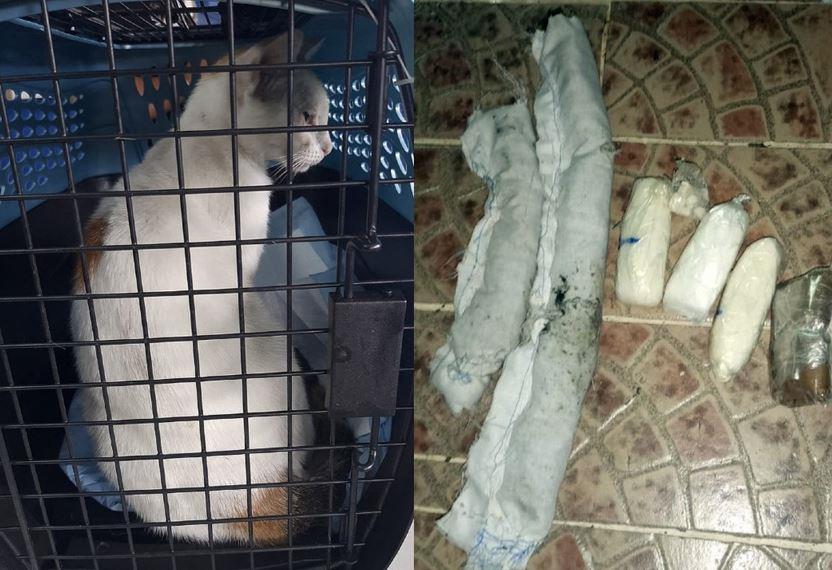 Detienen a gato narcotraficante por intentar ingresar droga a una cárcel