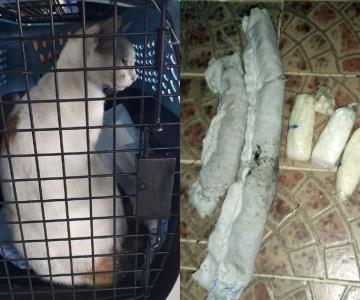 Detienen a gato narcotraficante por intentar ingresar droga a una cárcel