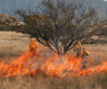 Casi dos mil hectáreas se han perdido por incendios forestales en Sonora