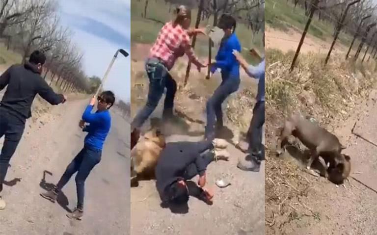 Muere perrito atacado con azadón en Chihuahua tras no superar las heridas