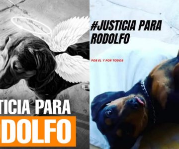 Colectivos animalistas convocan marcha por el asesinato del perrito Rodolfo