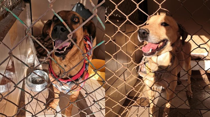 ¡Se les acaba la comida! Perritos navojoenses de Milagro Canino necesitan ayuda