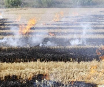 ¡Ya viene la cosecha! Bomberos de Etchojoa se preocupan por los incendios provocados