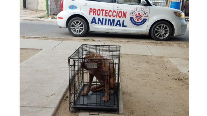 Rescate Animal Hermosillo, los héroes de la vida real que apoyan a especies maltratadas