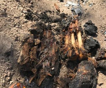 Escalofriante hallazgo; encuentran restos humanos calcinados en el Ejido Fructuoso Méndez