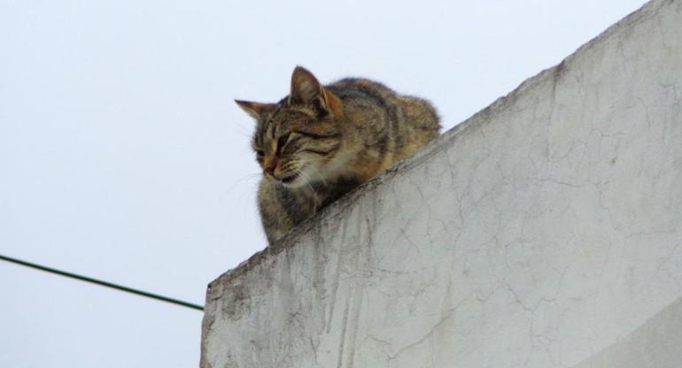Detenido por aventar un gato contra una pared en colonia Tierra Nueva