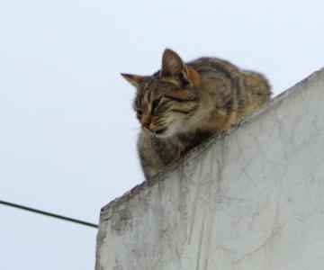 Detenido por aventar un gato contra una pared en colonia Tierra Nueva