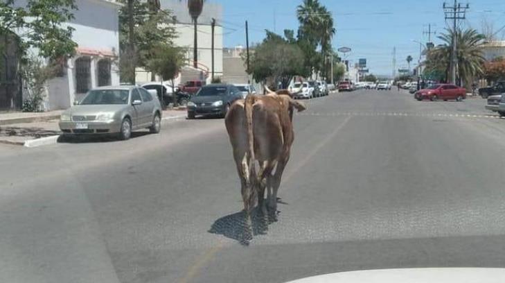 Una vaca transita por las calles de Navojoa y causa revuelo en redes