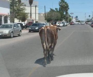 Una vaca transita por las calles de Navojoa y causa revuelo en redes