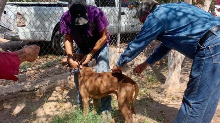 Arranca la jornada de vacunación para mascotas en Hermosillo