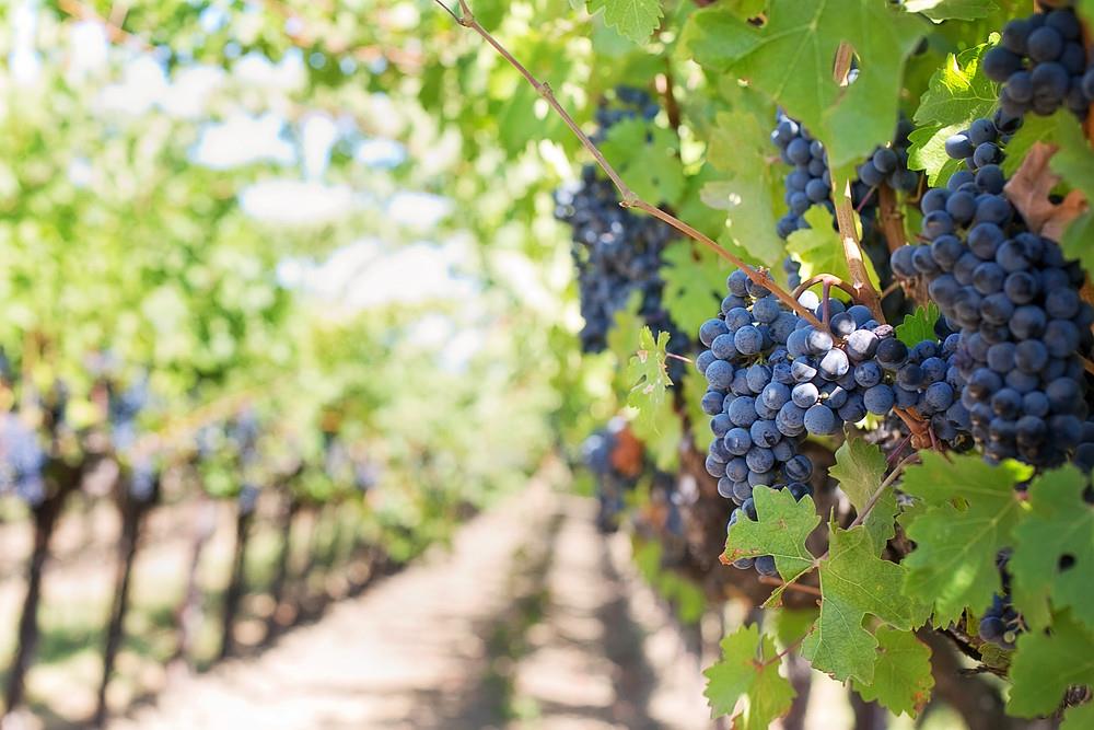 Buscan apoyar la actividad vitivinícola en el estado