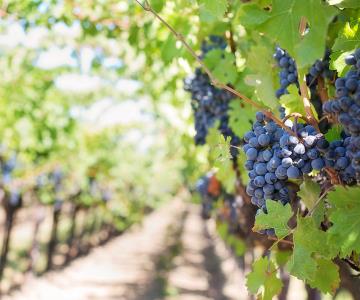 Aprueban ley para impulsar producción de vino en el estado