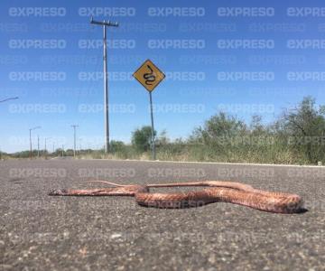 Hasta las serpientes sufren con las vialidades de Hermosillo