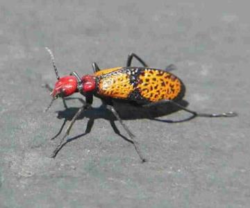 ¿El famoso escarabajo cruz de hierro es letal para los humanos?