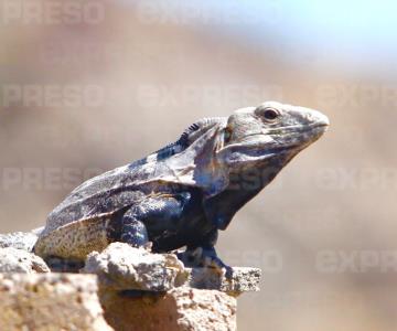 Muestra su majestuosa presencia al salir y tomar el sol