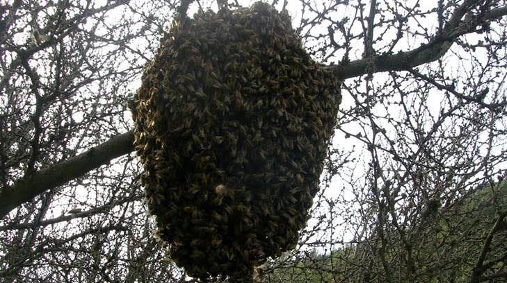 Fueron a entregar apoyos para adultos mayores a Villa Juárez y terminaron atacados por las abejas