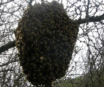 Fueron a entregar apoyos para adultos mayores a Villa Juárez y terminaron atacados por las abejas