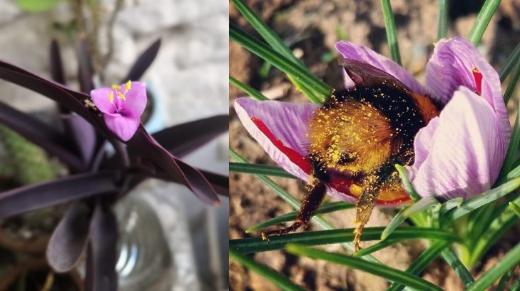 ¿Quieres ayudar a las abejas? Aquí te decimos cómo hacer un jardín para ellas