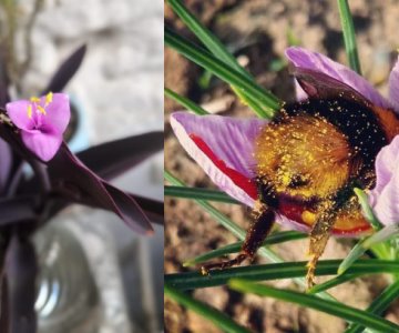 ¿Quieres ayudar a las abejas? Aquí te decimos cómo hacer un jardín para ellas