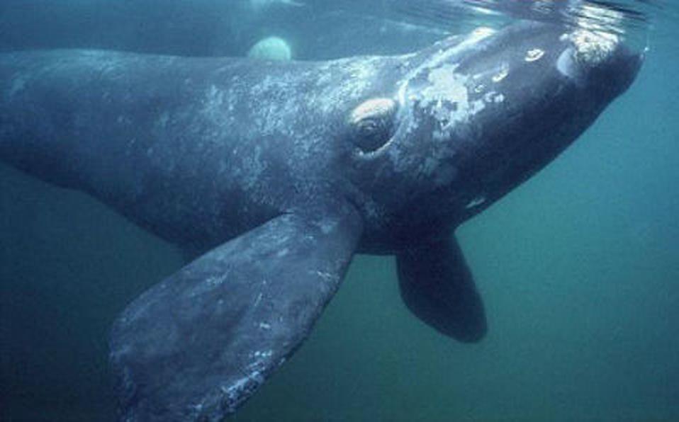 ¡Qué belleza! Dron capta abrazo entre dos ballenas en peligro de extinción