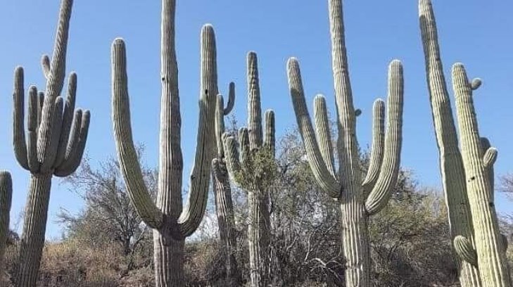 La sequía está afectando gravemente la flora y fauna de Sonora