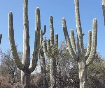 La sequía está afectando gravemente la flora y fauna de Sonora