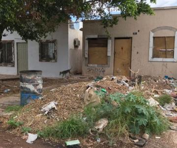 Vecinos de Guaymas sufren por una plaga: las casas abandonadas