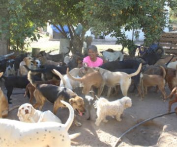 El corazón de Damaris le impide dejar a cualquier perro en la calle, pero ocupa ayuda