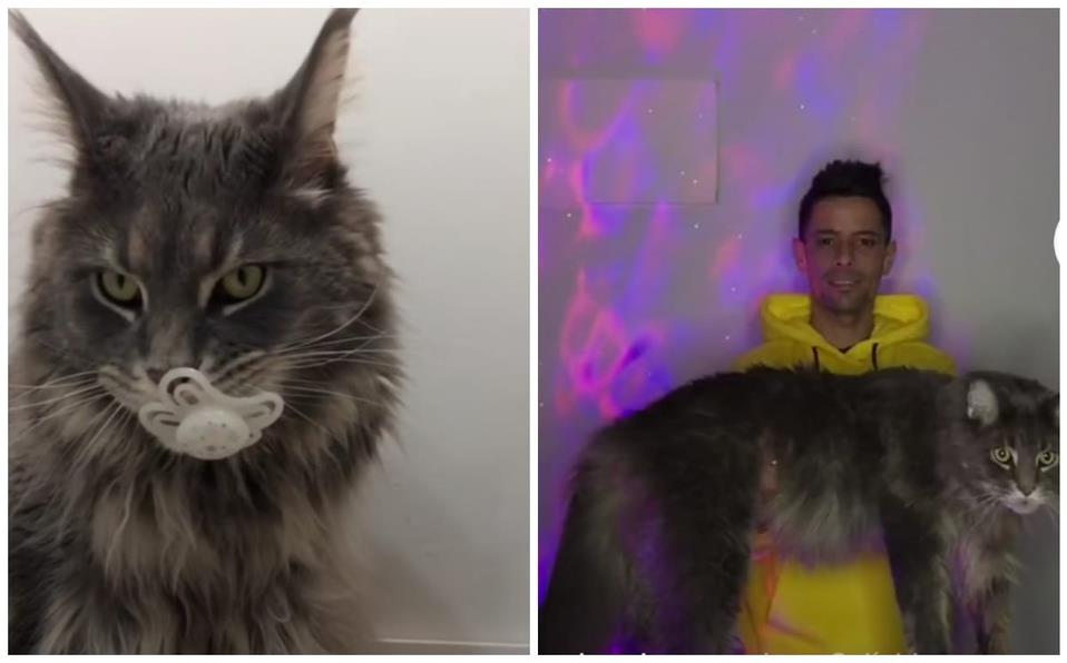 Gatito gigante conquista TikTok con su increíble tamaño