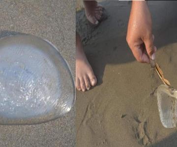 Encuentran extraña medusa a la orilla de la playa... resultó ser un implante de seno