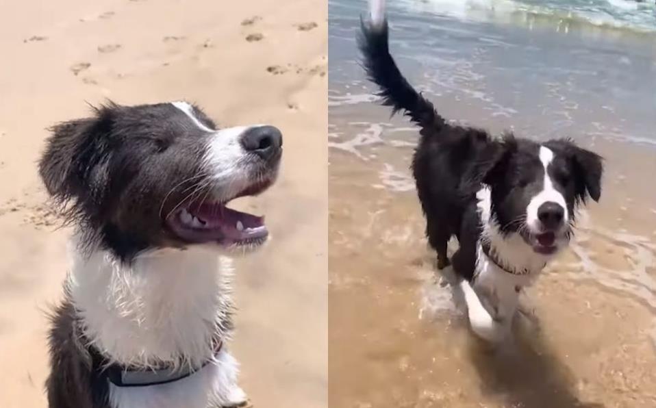 Perrito ciego va a la playa por primera vez