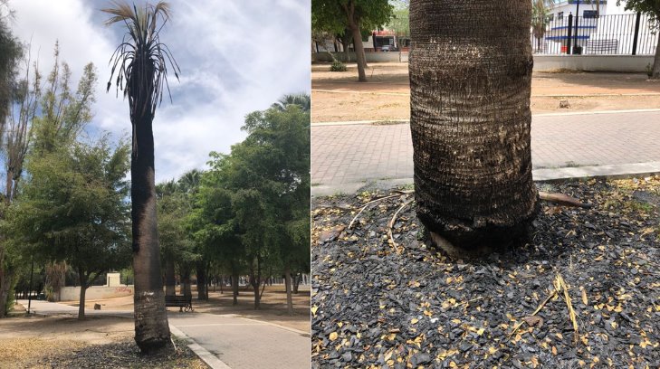 ¡En el Parque Madero también! Registran otra palmera quemada