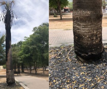 ¡En el Parque Madero también! Registran otra palmera quemada