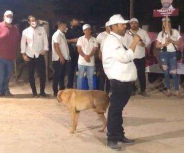 Perro orina sobre candidato a alcaldía de Navojoa y se hace viral