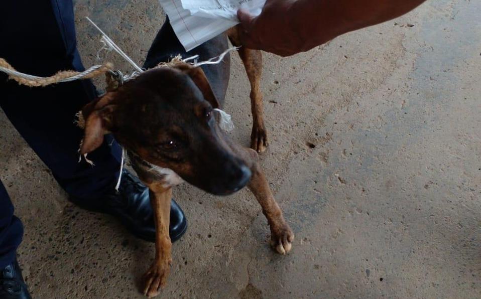 Detienen a perro que transportaba correo en cárcel de Panamá