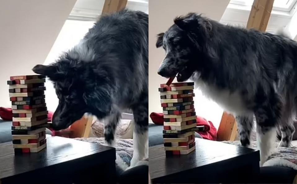 ¡Qué bello! Perro juega Jenga con su dueño