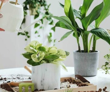 ¿Tienes plagas en tus plantas? Aquí te decimos cómo eliminarlas