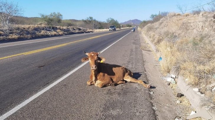 Llaman a tener precaución con el ganado suelto en las carreteras del sur de Sonora