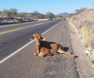 Llaman a tener precaución con el ganado suelto en las carreteras del sur de Sonora