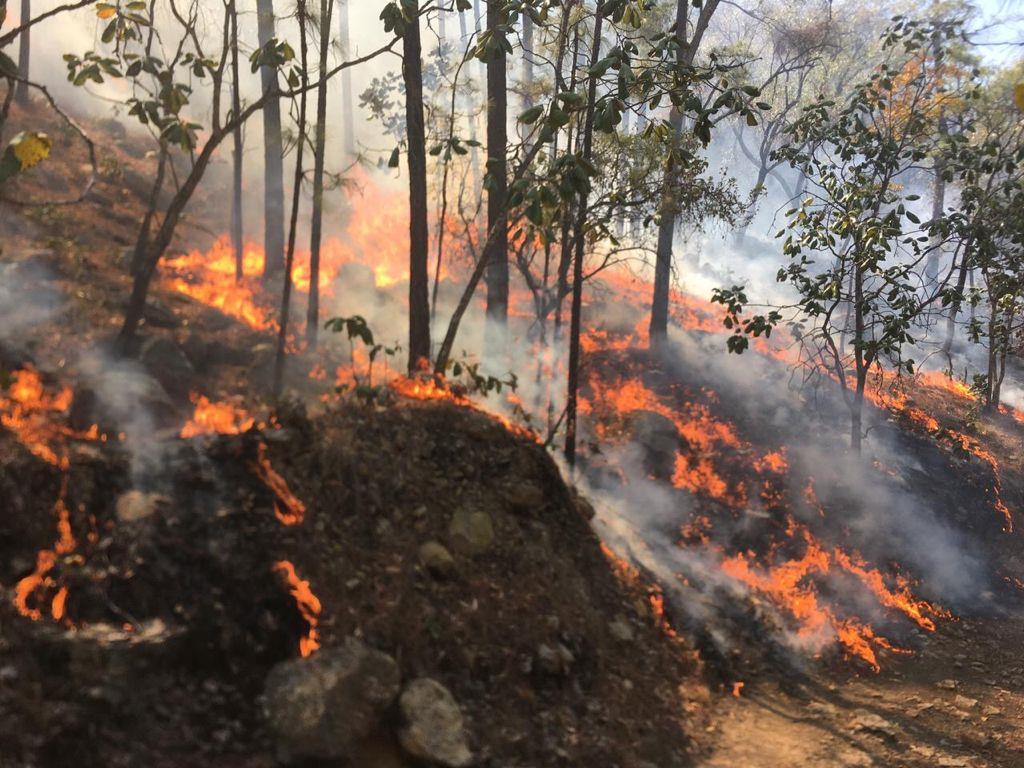 Suman 10 días de incendios forestales en Álamos; acude Conafor en auxilio