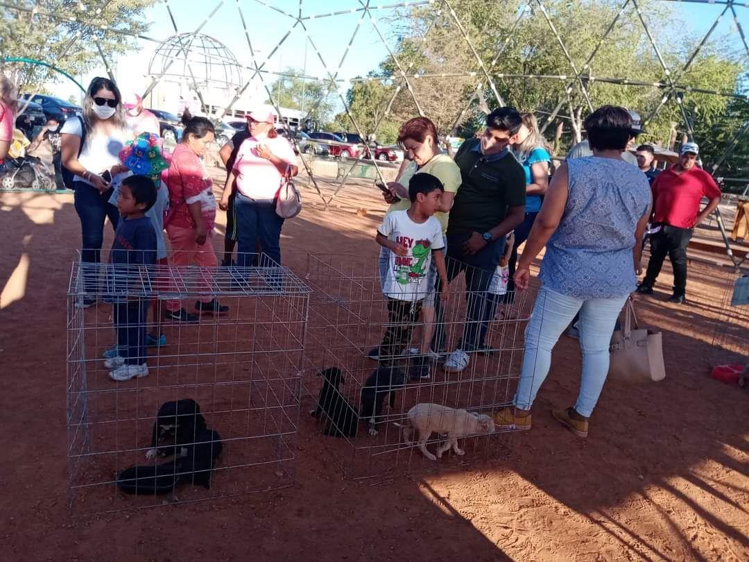 El próximo domingo 10 cachorritos de Ciudad Obregón tendrán un hogar