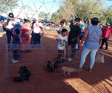 El próximo domingo 10 cachorritos de Ciudad Obregón tendrán un hogar