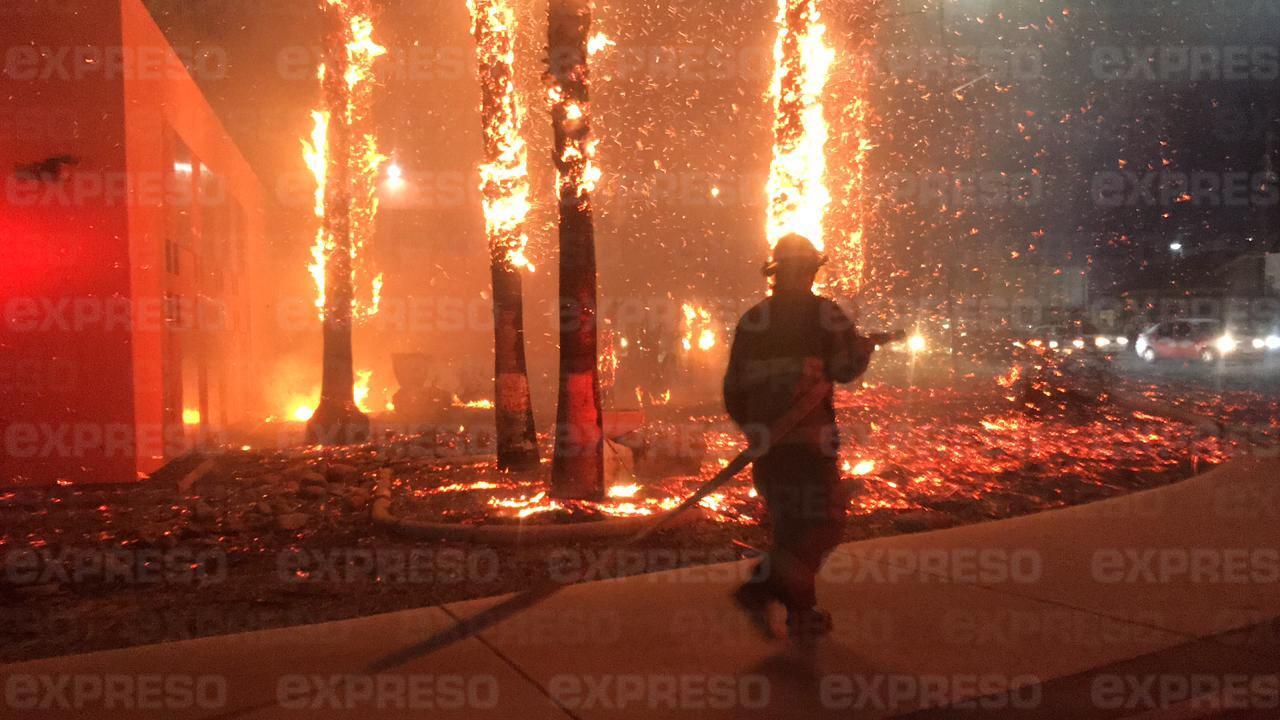 VIDEO - Impactante incendio en la Unison: arden palmeras del Centro de las Artes