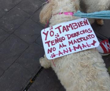 Vigilarán que se respeten a las mascotas en Nogales